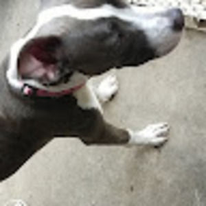 Meet your Posher, Cheeto